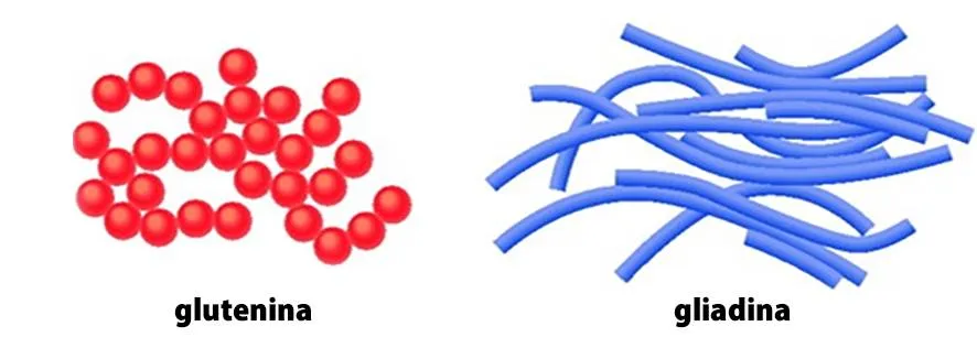 glutenina e gliadina - o que é glúten