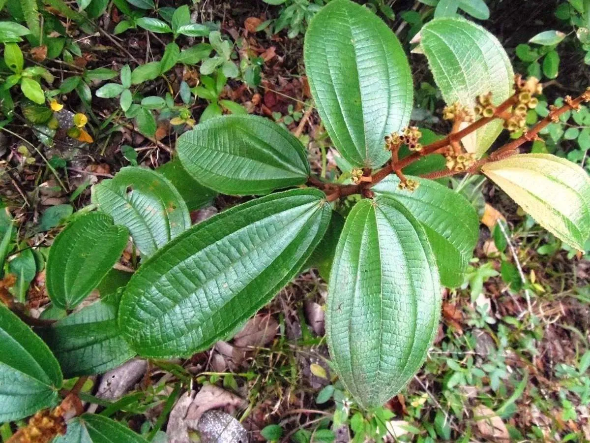 canela-de-velho-aliviaí