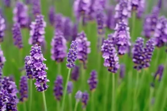 lavanda-aliviaí
