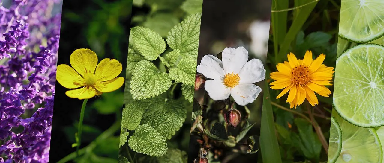 Alivia Aí: 7 ingredientes naturais pelo mundo que acabam com a dor